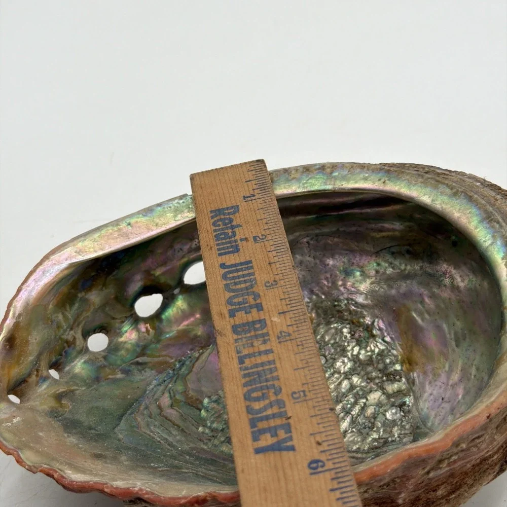 Extra Large Abalone Shell Unpolished Display Piece